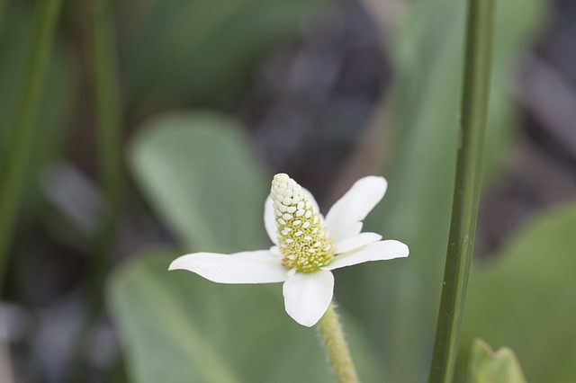 White Flower