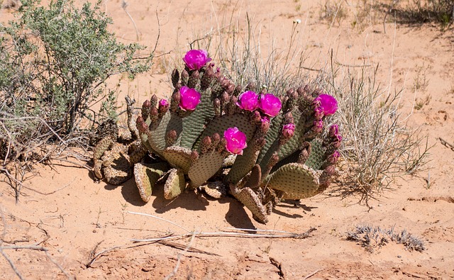 Desert Flower